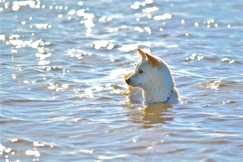 White Dog Swimming — Blue