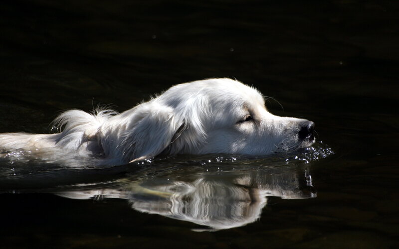 White Dog Swimming — Serene