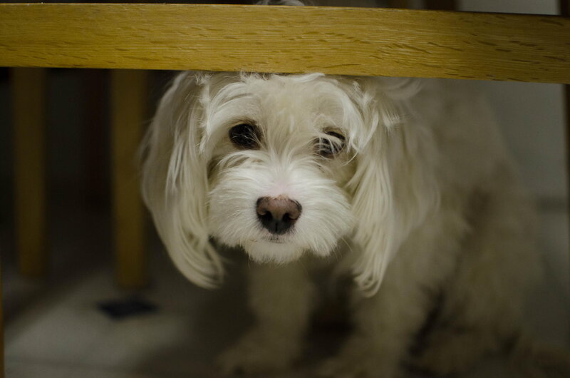 White Dog under Table — Curious