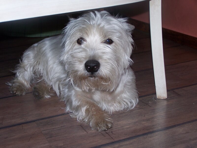 White Dog under Table