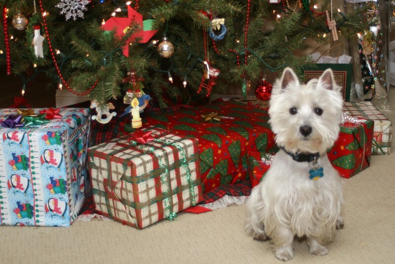 White Dog under Tree