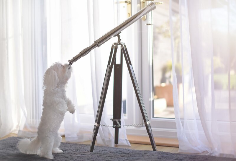 White Dog Using Telescope
