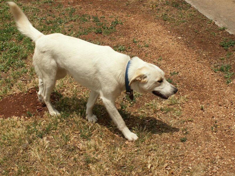 white dog walking outside