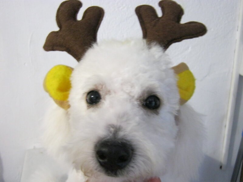 White Dog Wearing Antlers