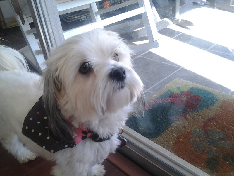 White Dog Wearing Bandana — Calm