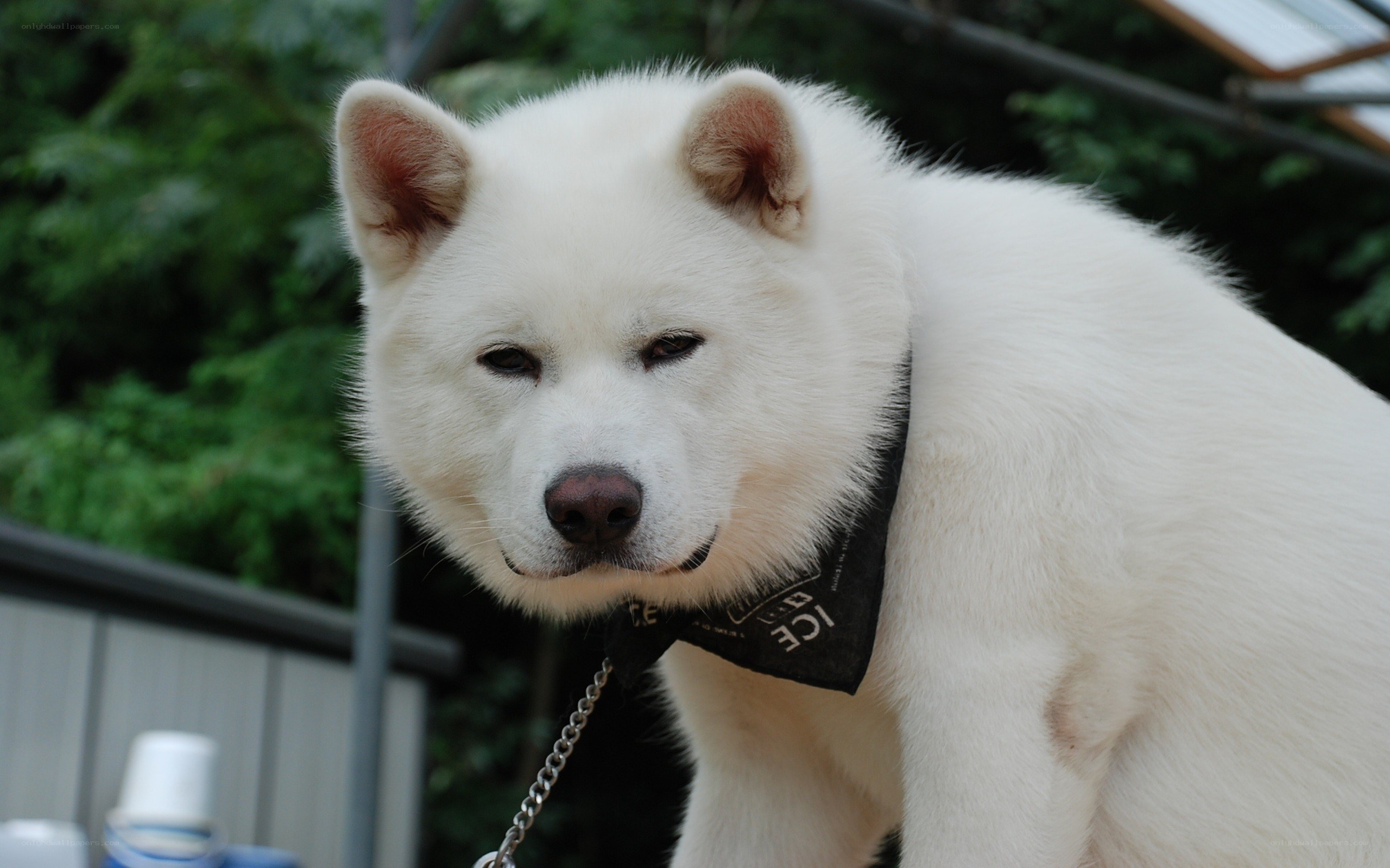 white dog wearing bandana