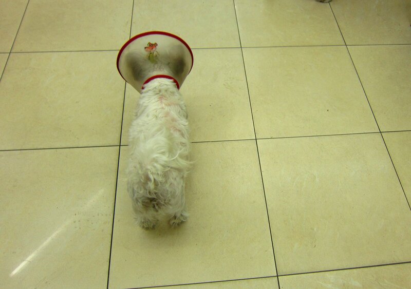 White Dog Wearing Cone