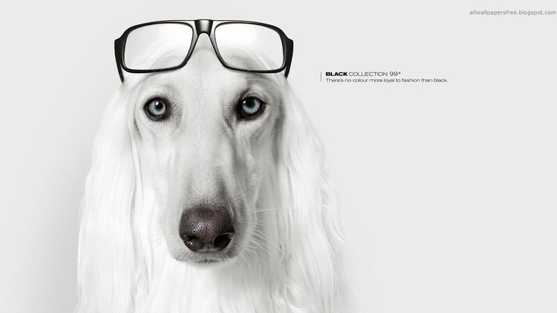 White Dog Wearing Glasses — Black