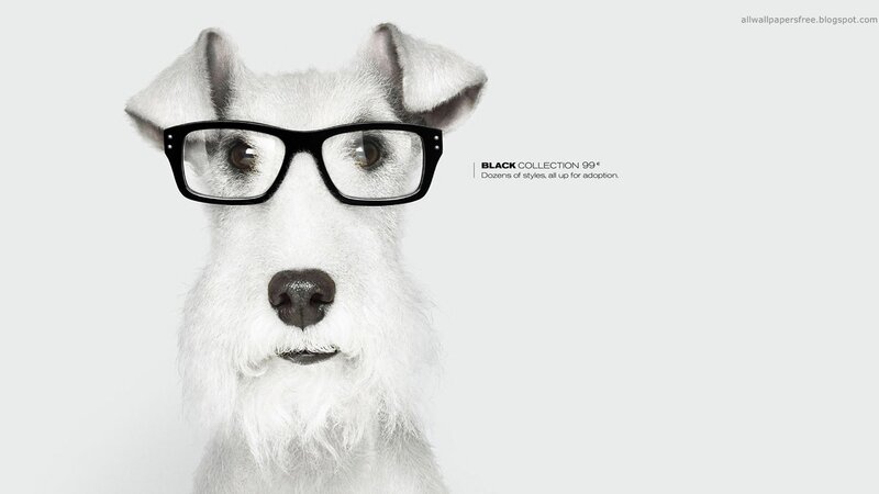 White Dog Wearing Glasses — Neutral