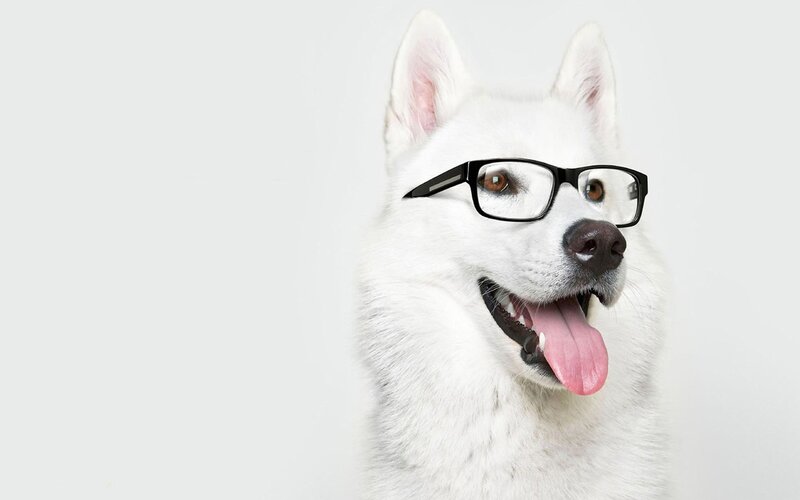 White Dog Wearing Glasses — Playful, Photograph