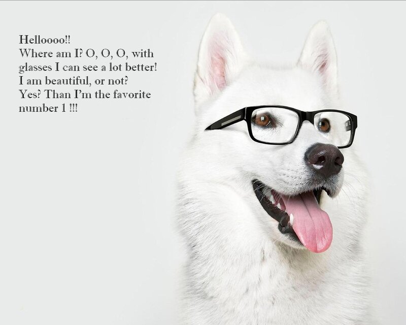 White Dog Wearing Glasses — Playful