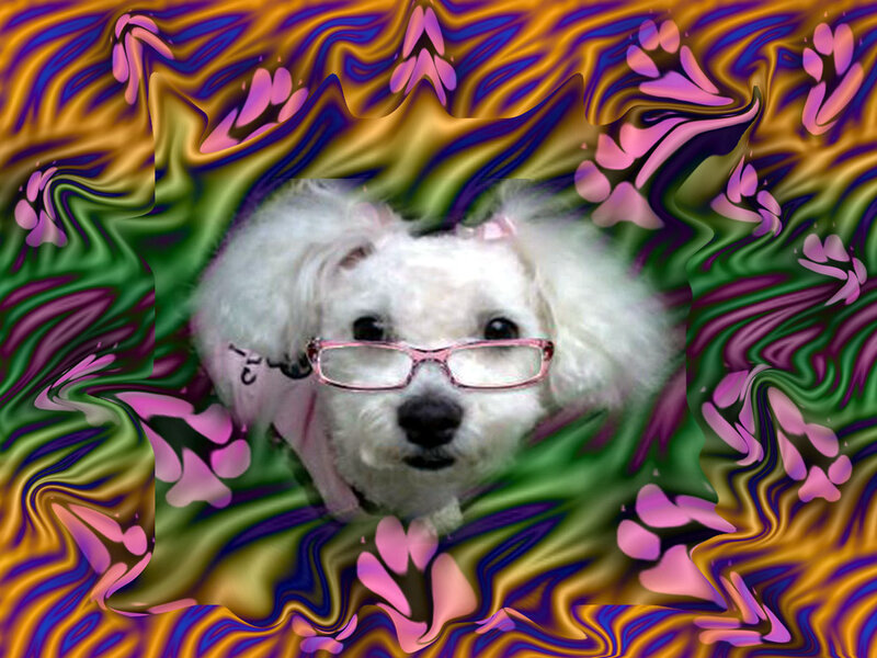 White Dog Wearing Glasses