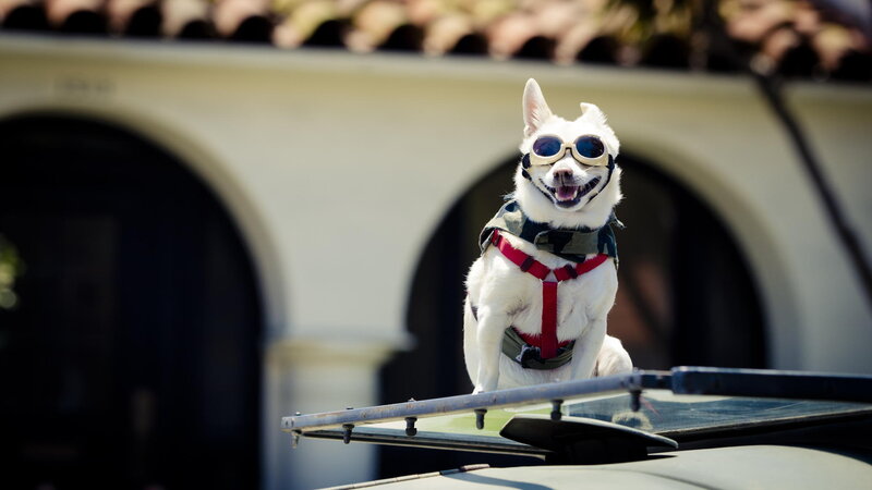 White Dog Wearing Goggles