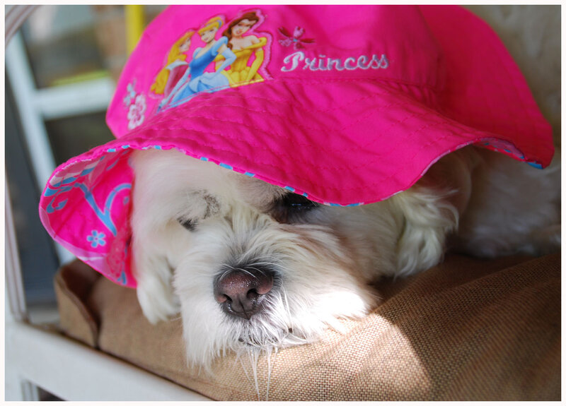 White Dog Wearing Hat — Pink