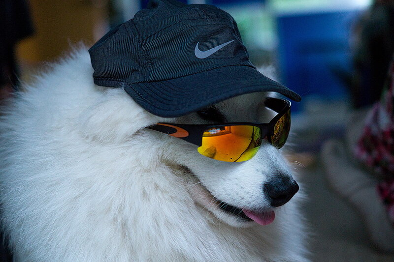White Dog Wearing Hat — Playful