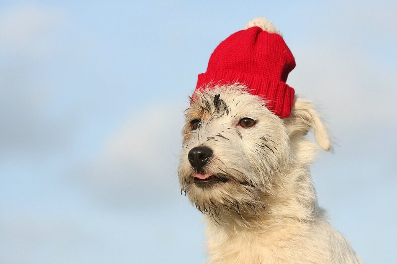 White Dog Wearing Hat — Red