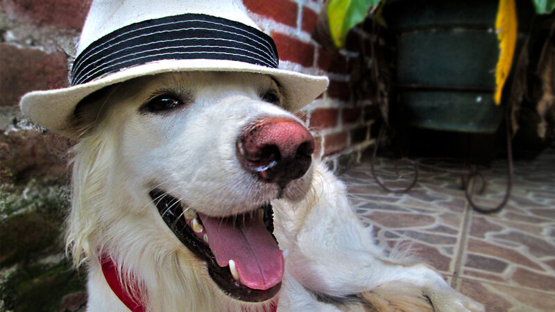White Dog Wearing Hat — Relaxed