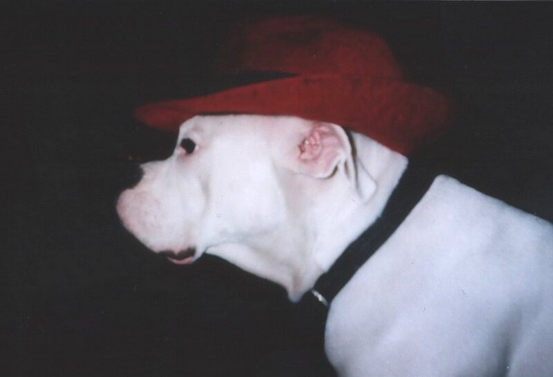 White Dog Wearing Hat