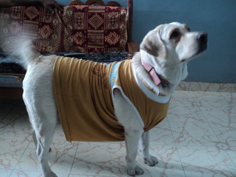 White Dog Wearing Shirt