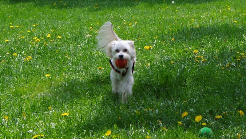 White Dog with Ball