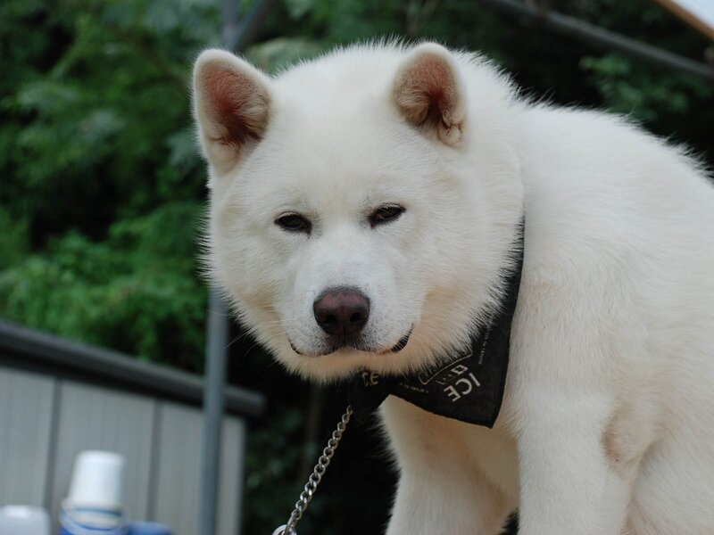 White Dog with Bandana — Calm