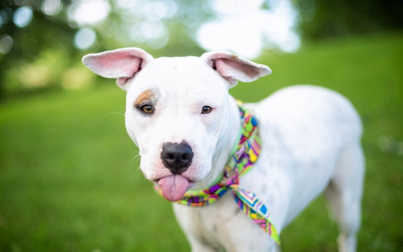 White Dog with Bandana — Playful