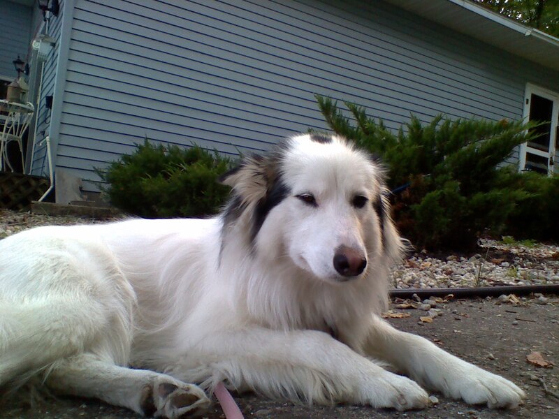White Dog with Black Ears