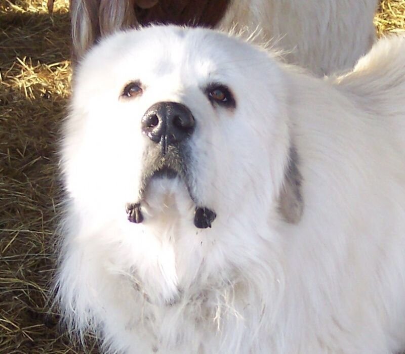 White Dog with Black Nose