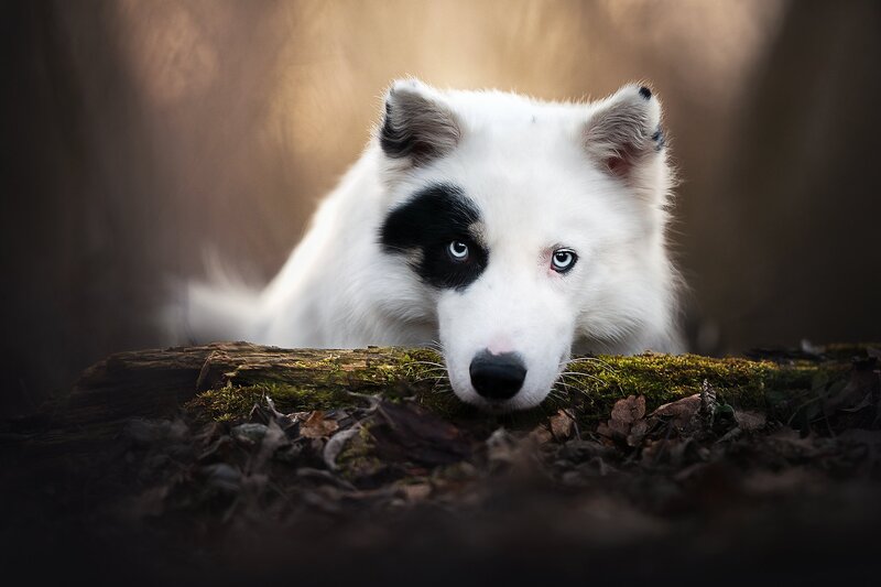 White Dog with Black Patch — Dramatic