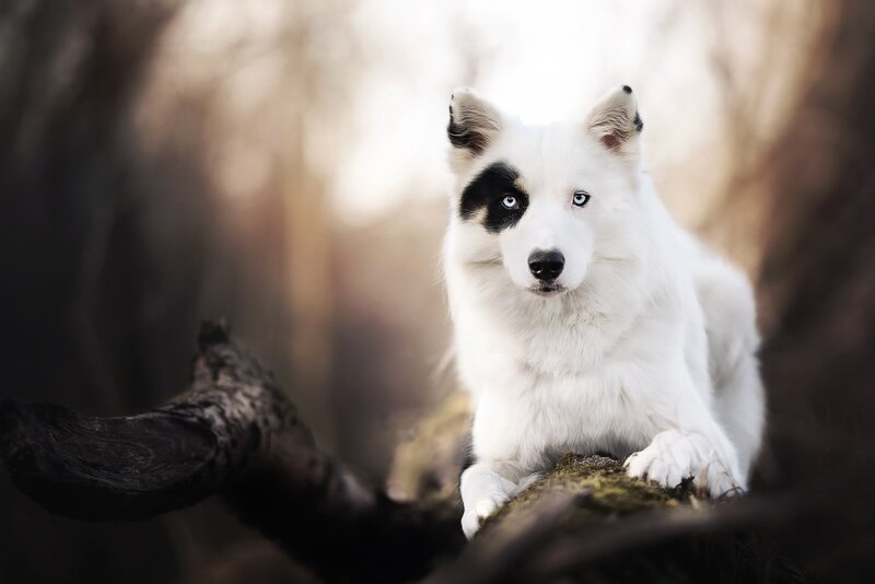 White Dog with Black Patch — Serene