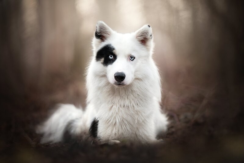 White Dog with Black Patch