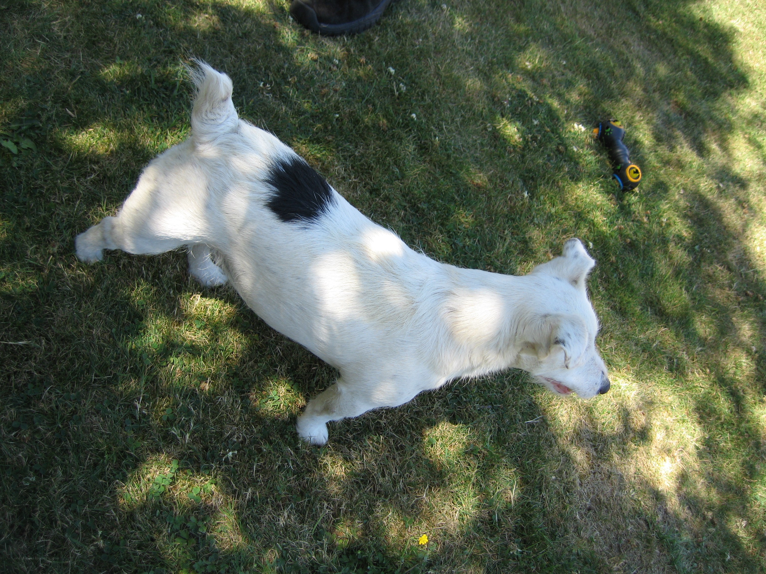 white dog with black spot