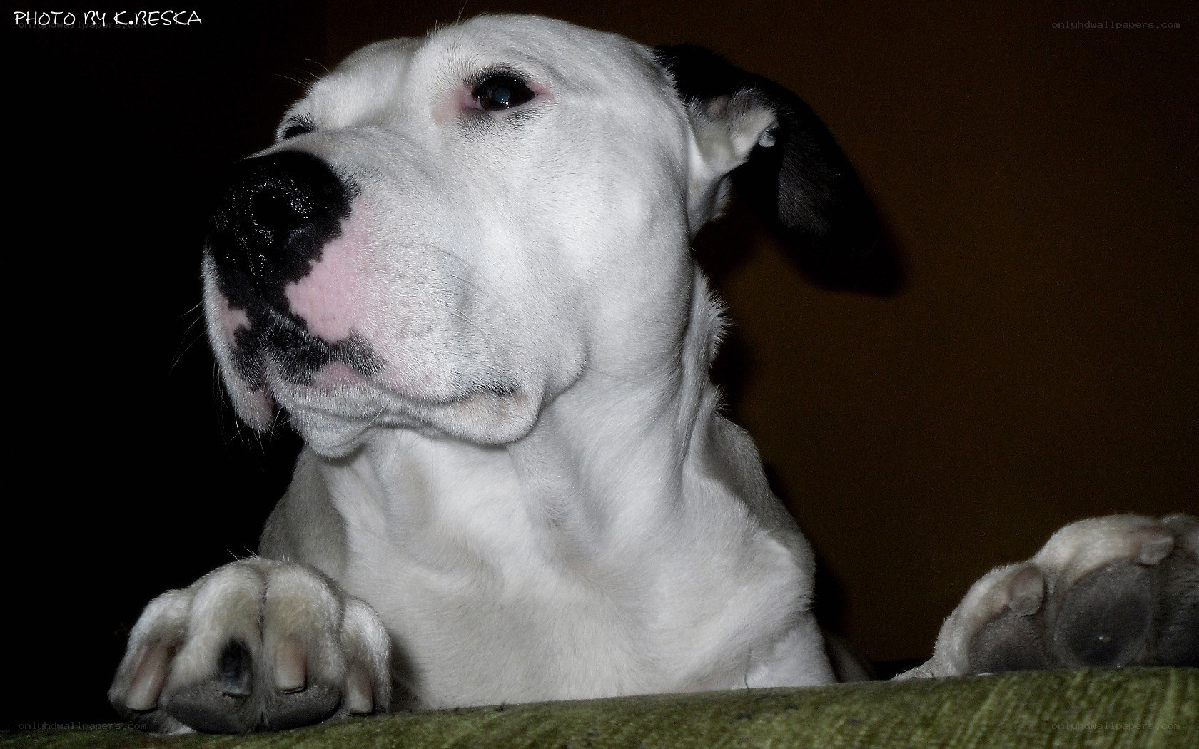 white dog with black spots