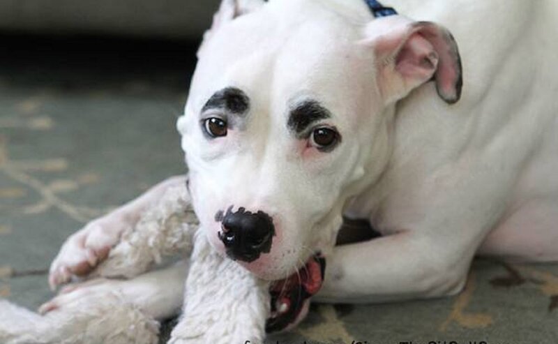 White Dog with Black Spots — Calm