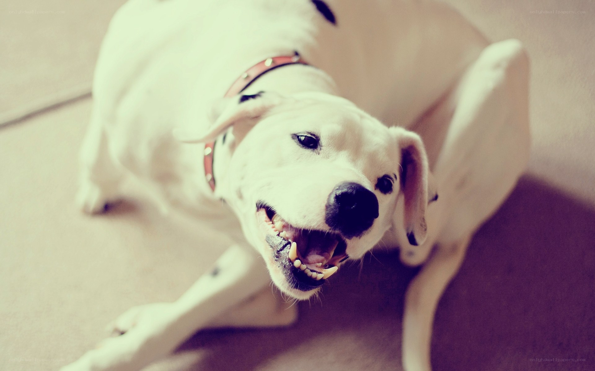 white dog with black spots