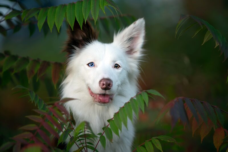 White Dog with Blue Eye