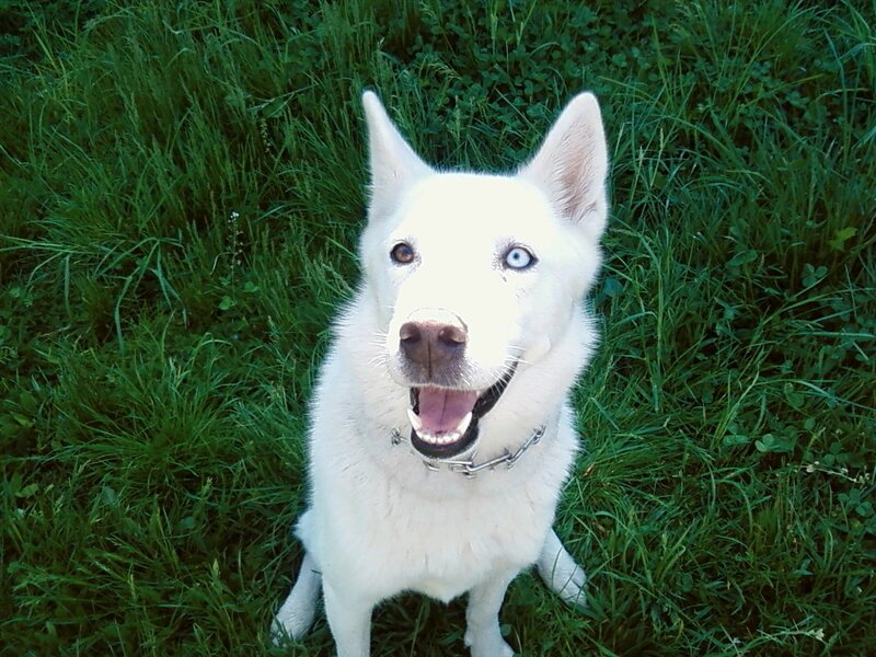 white dog with blue eyes