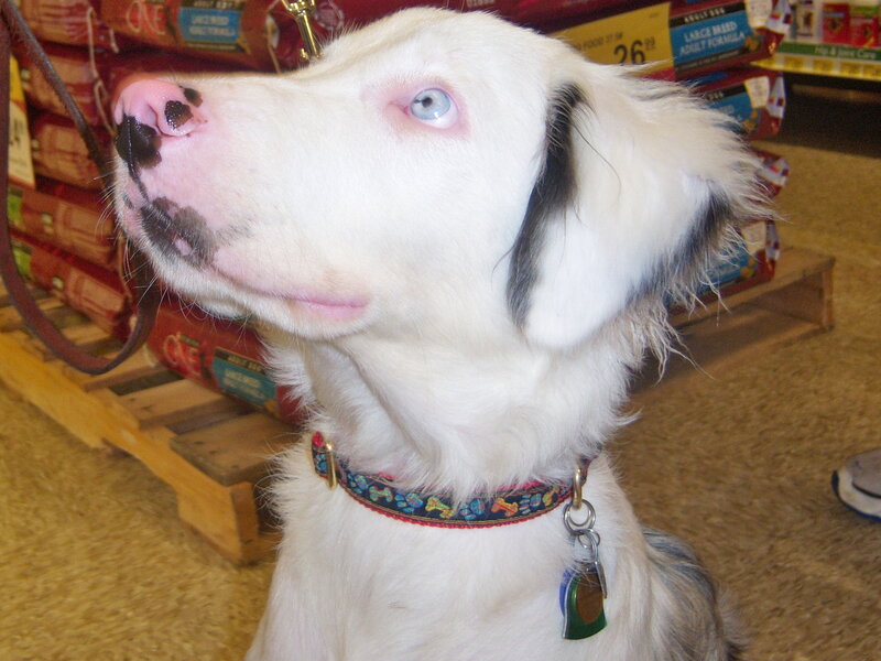 White Dog with Blue Eyes — Calm, Photograph, Dog Collar