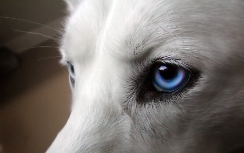 White Dog with Blue Eyes — Calm, Photograph