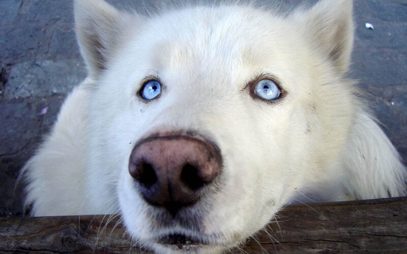 White Dog with Blue Eyes — Calm