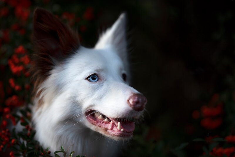 White Dog with Blue Eyes — Dramatic, Sunset