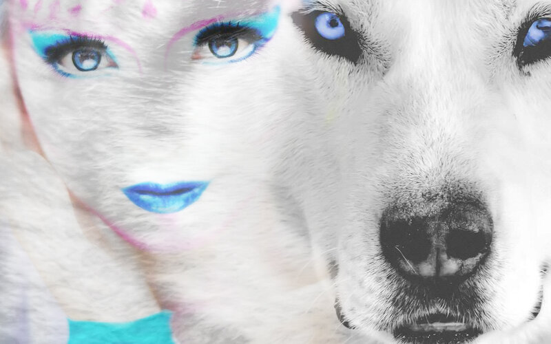 White Dog with Blue Eyes — Dramatic