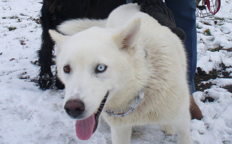 White dog with blue eyes in snow