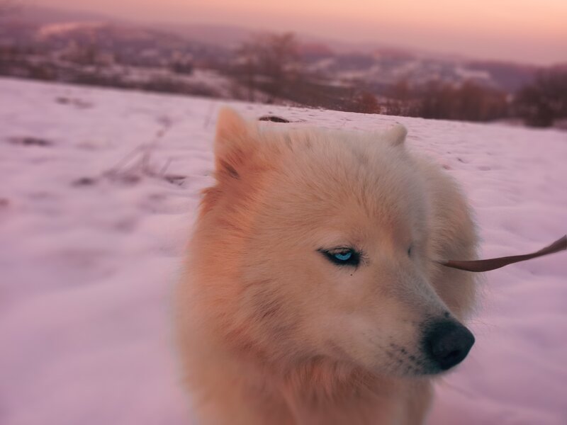 White Dog with Blue Eyes — Serene