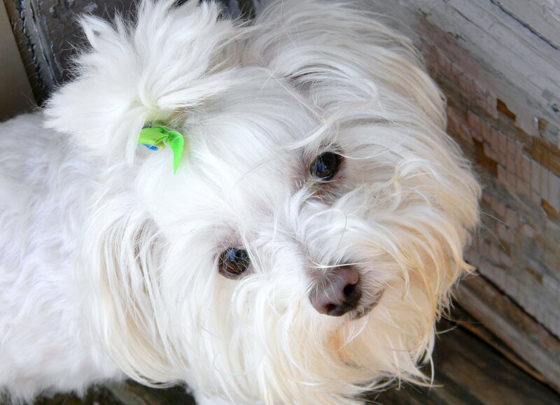 White Dog with Bow — Calm, Photograph