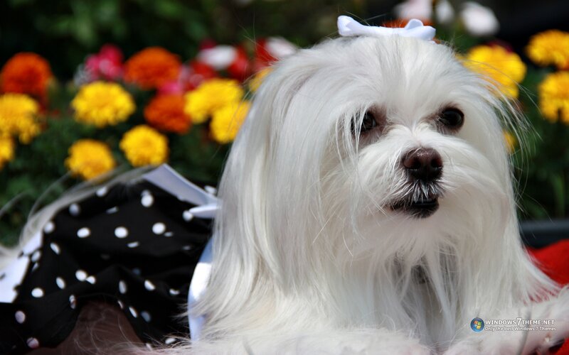 White Dog with Bow — Calm