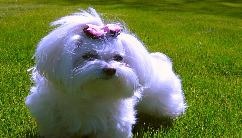 White Dog with Bow — Green