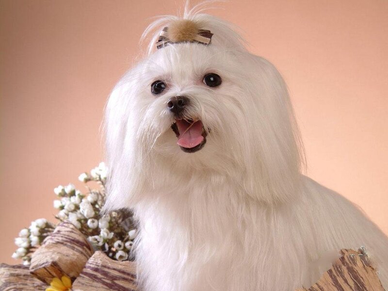 white dog with bow