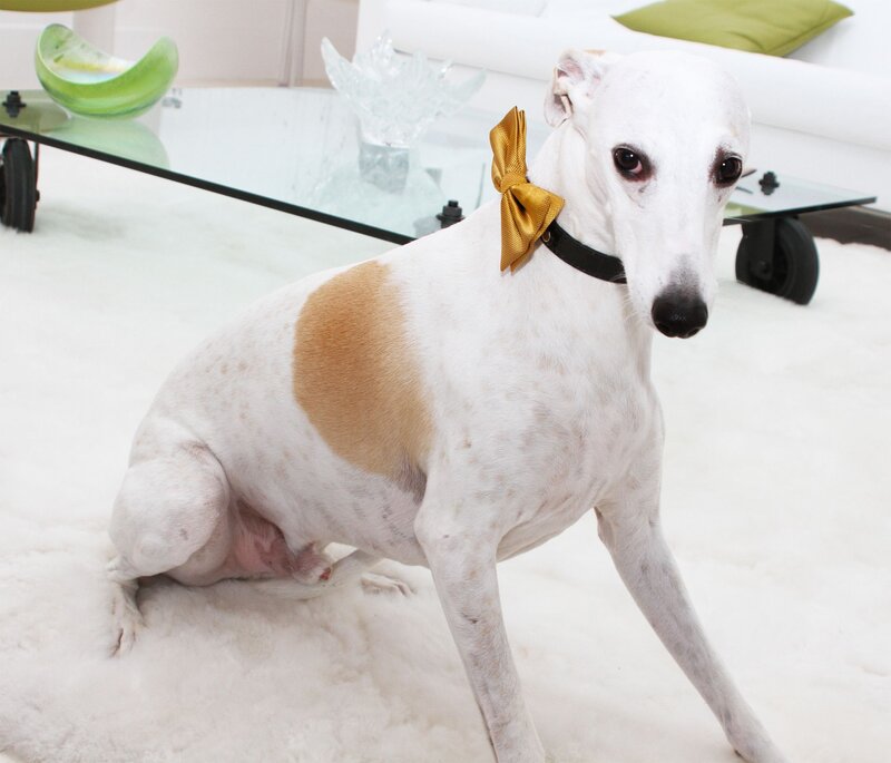 White Dog with Bow Tie