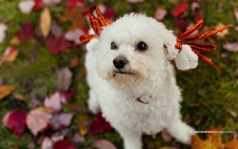 White Dog with Bows